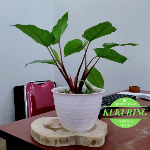 KUKURING Keladi Homalomena Mini red - Tanaman Hias Homalomena sp