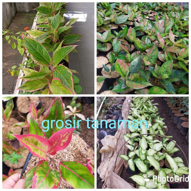 bunga aglonema  anakan paket 4 jenis
