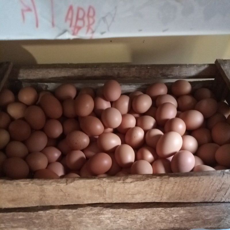 

Telor