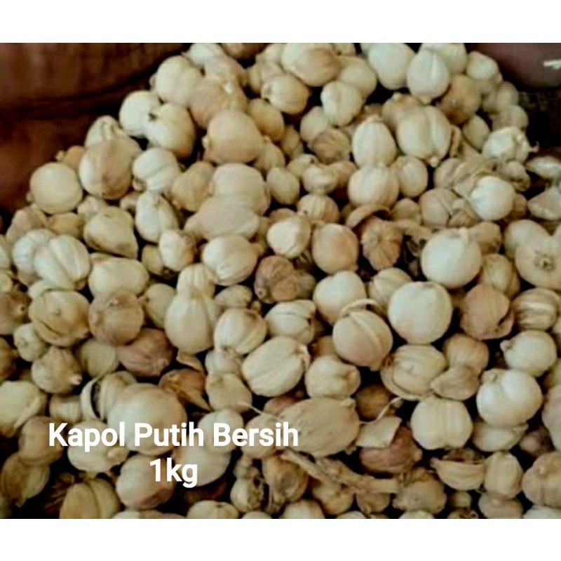 

Kapol 1kg Putih Bersih