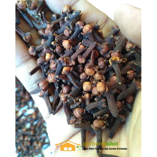 

Biji Cengkeh Kering Super 1 kg Untuk Jamu Herbal Tradisional - ju783