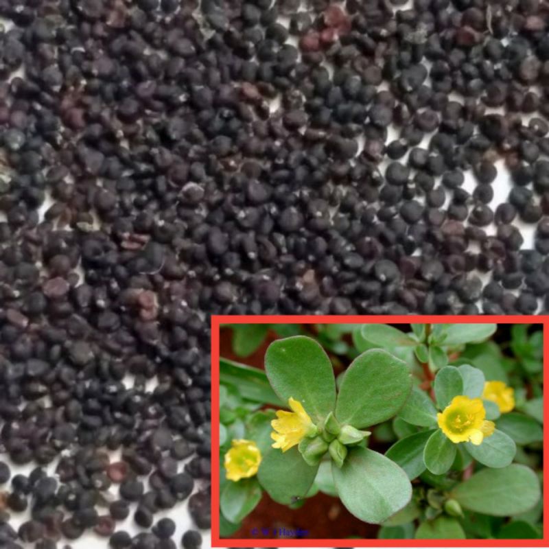 

200 Benih Bibit Biji - Krokot Daun / Krokot Rumput (Portulaca oleracea) - Mencegah Kanker dan Menurunkan Berat Badan Diet / Biji krokot Sawah / Benih krokot Sawah