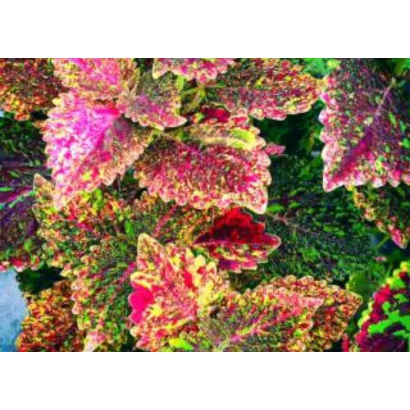 Tanaman Hias Miana Lurik Banyak Langka Berakar