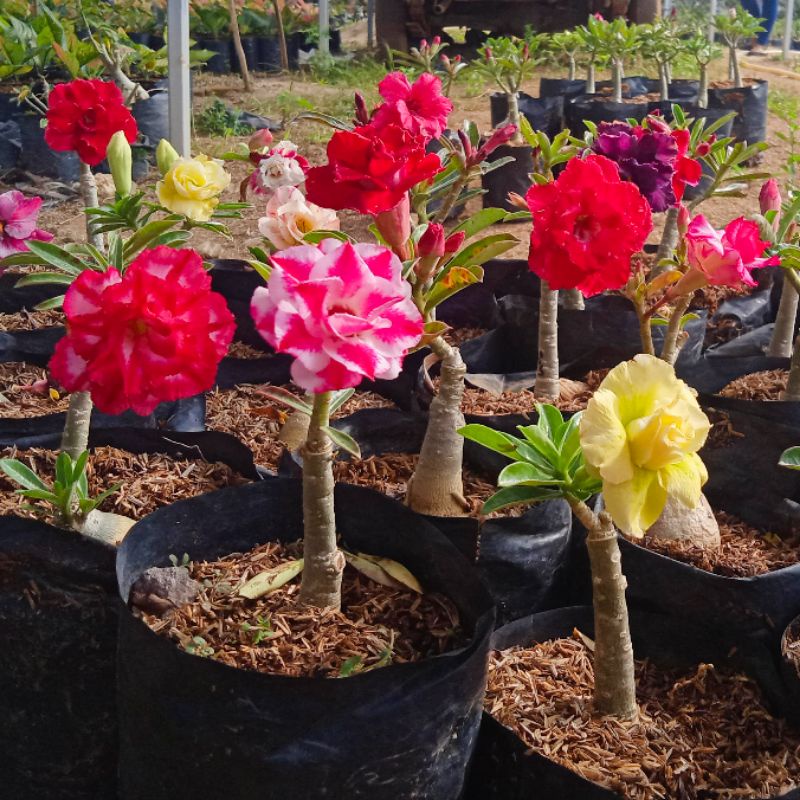 Adenium tumpuk