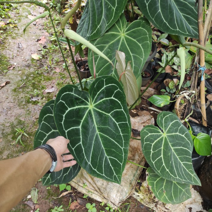 tanaman kuping gajah besar jumbo