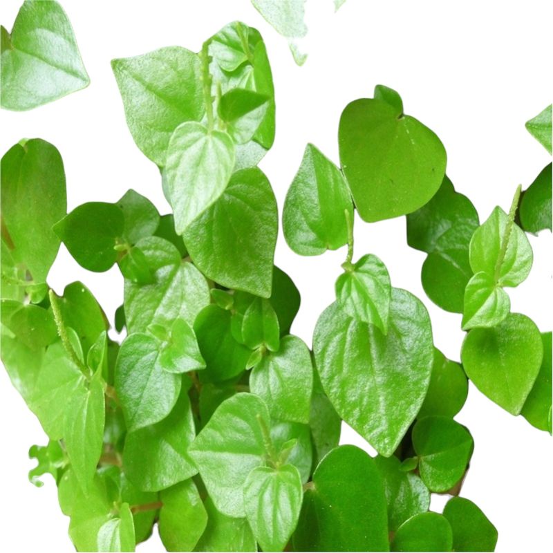 

Tanaman Sirih Cina Herbal Ketumpang Air Ketupang Air Sirih Suruhan