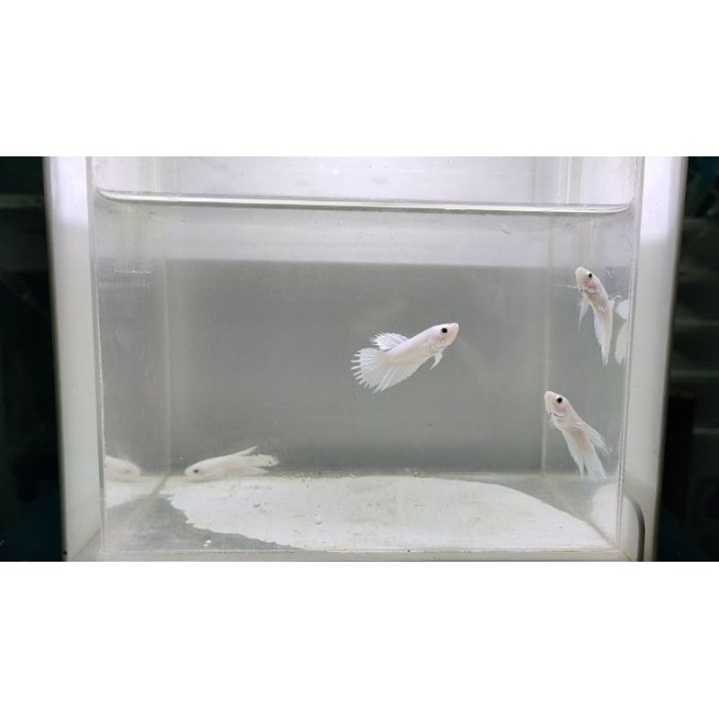 cupang female ct white platinum