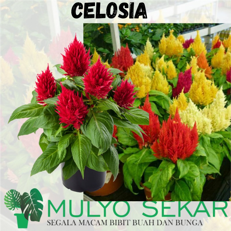 Tanaman Bunga Taman Celosia Sudah Berbunga - bunga besar