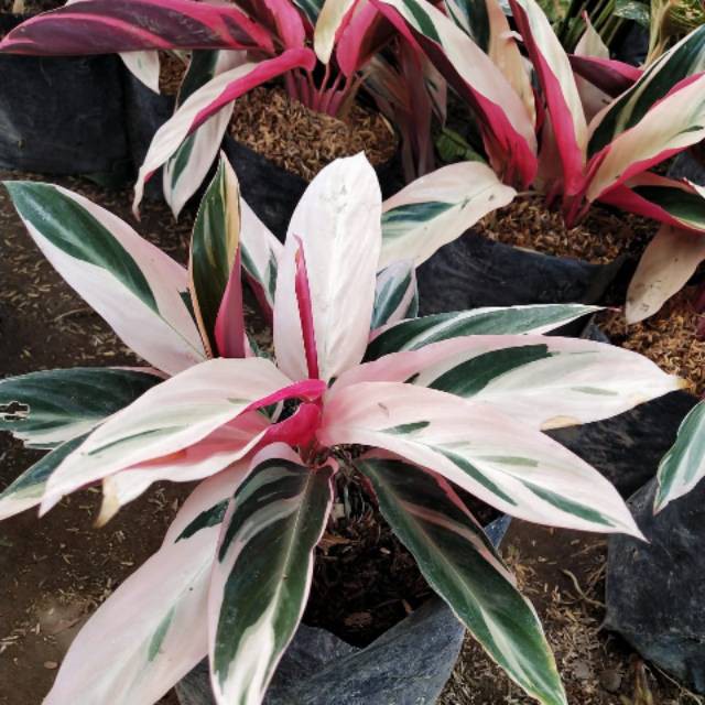 Tanaman Hias Calathea Tricolor Bunga Calathea Tricolor / Calathea Merah Putih