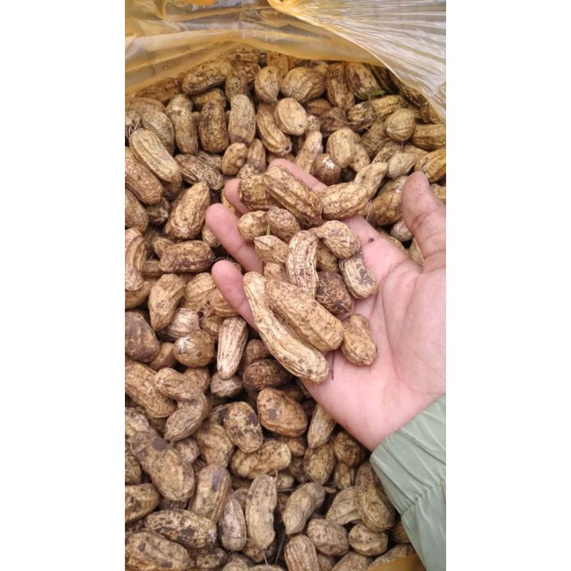 kacang tanah basah/kacang madu/kacang lurik/kacang super fresh 500gr