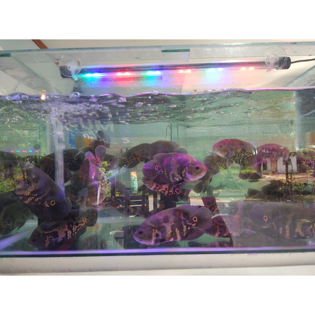 IKAN HIAS OSCAR TIGER 3 JARI UP