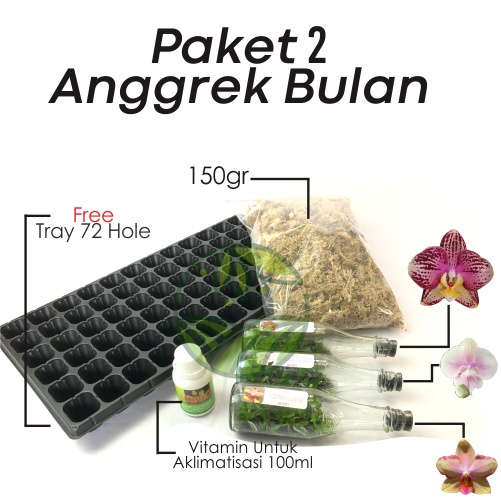 Anggrek Botolan Bulan Paket 2 Anggrek Botolan Bulan | 3 Botol Anggrek Bulan Primary Hybird Botolan B
