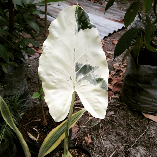 Keladi Albino Alocasia Macrorrhiza Variegata Shopee Indonesia