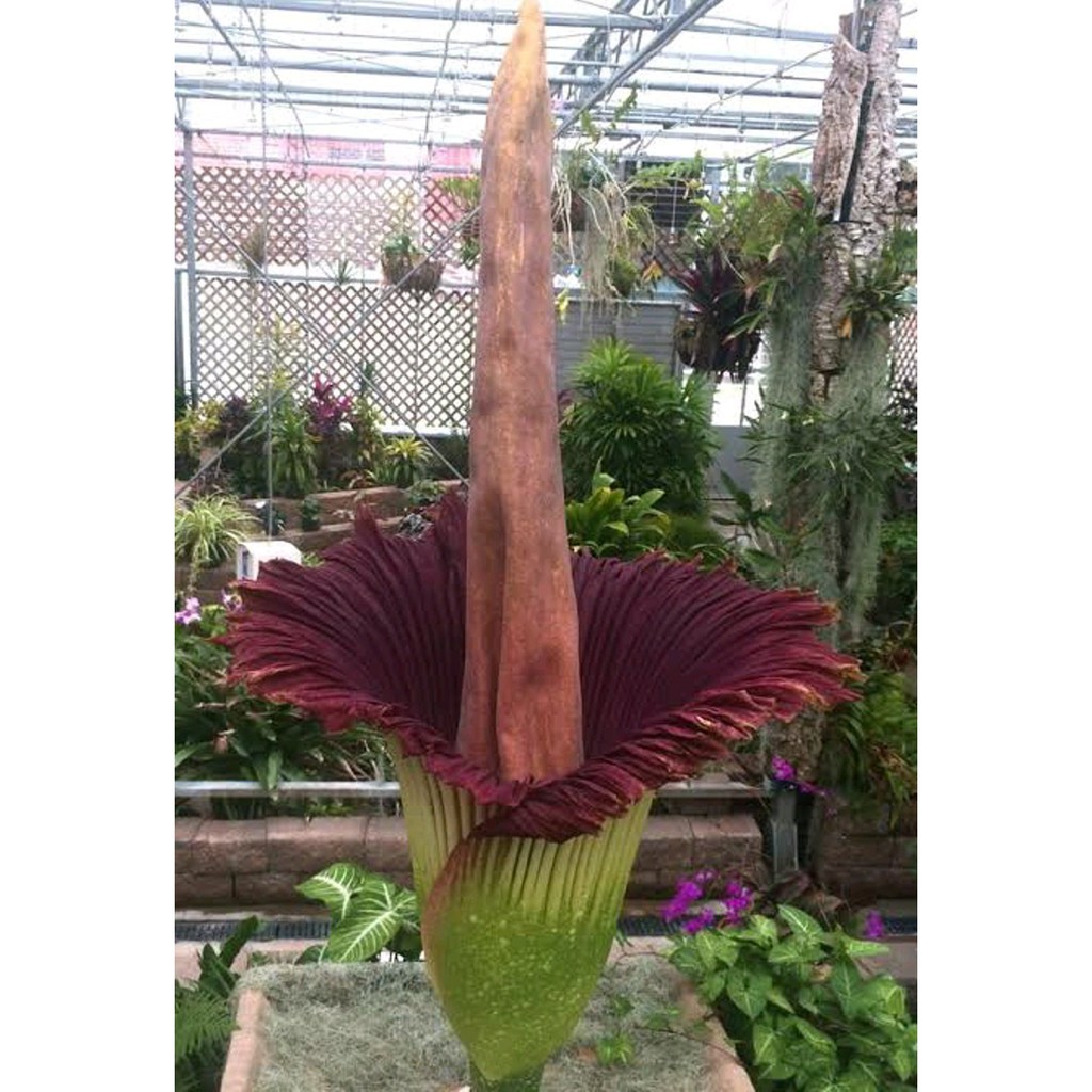 Amorphophallus Titanum Bunga Bangkai Raksasa Bunga Langka Bagus Limited Shopee Indonesia