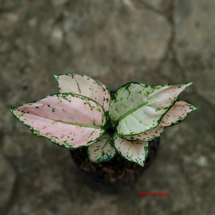 Aglonema pink yulia