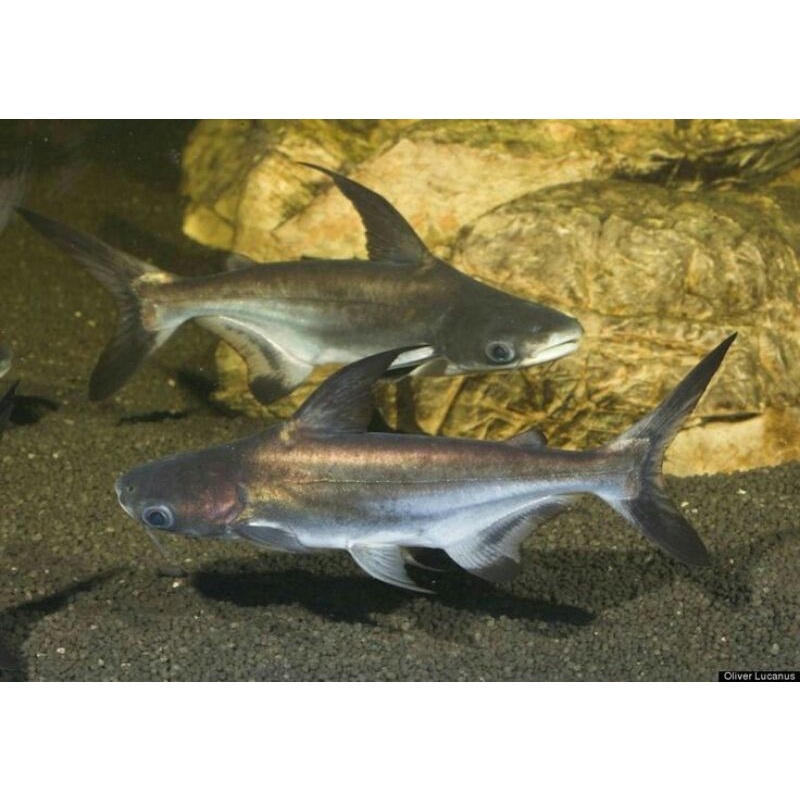 ikan hias paroon shark ikan genghis khan hiu air tawar ikan tank mate predator