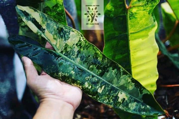 Bibit Bonggol Philodendron Billietiae Varigata kabel busi Bibit Bonggol Philodendron Billietiae Varigata kabel busi