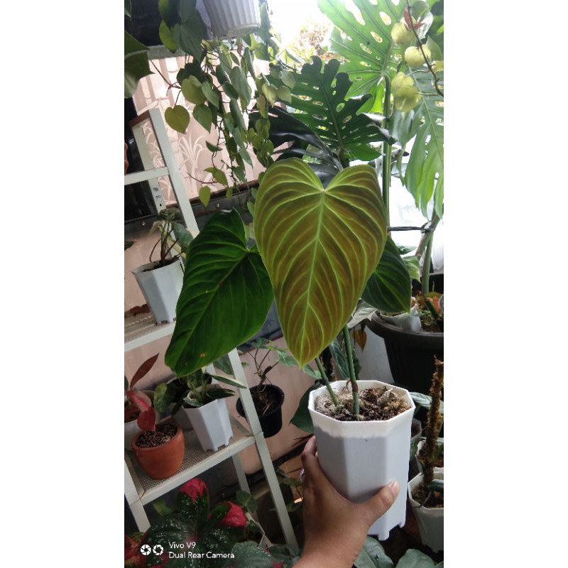 Philodendron splendid / philodendron MXV