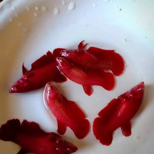 Ikan cupang betina super red