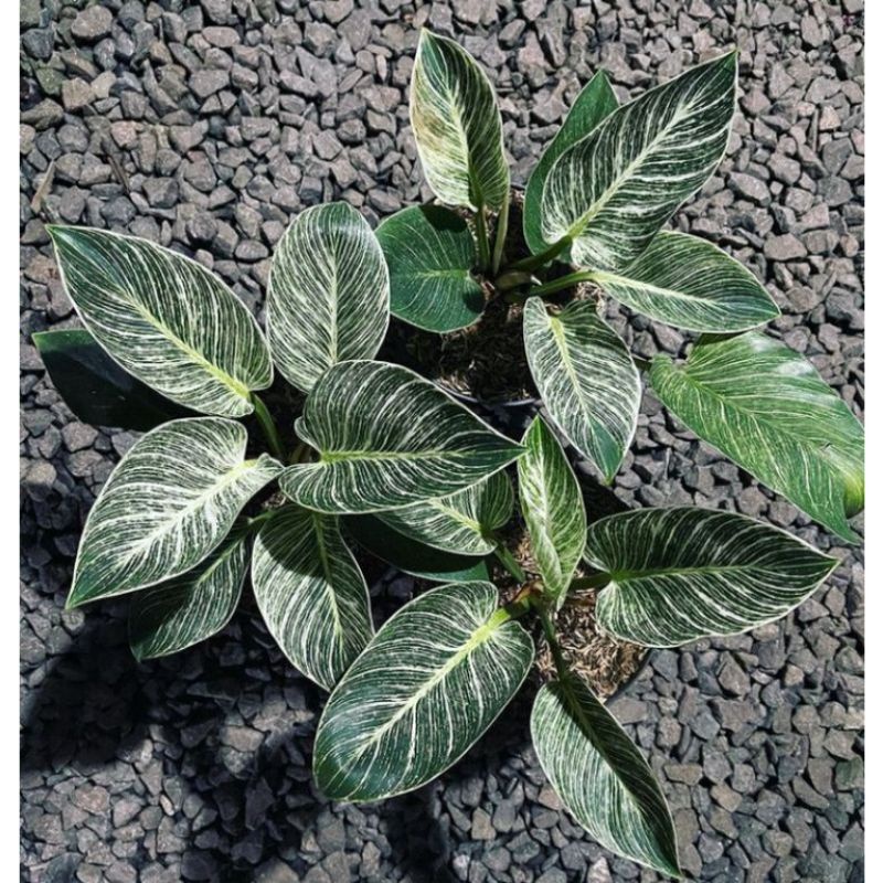 TERBATAS ( Bibit/Bonggol )Philodendron Birkin