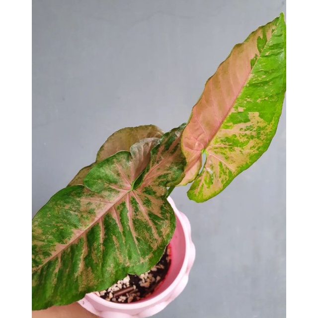 Syngonium Pink Flecked