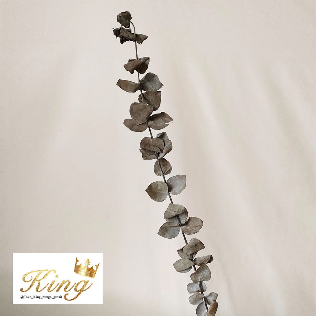 Dried Eucalyptus Leaf Single Stem Daun Kering Asli Import Dekor Hias Rumah Pesta Kantor