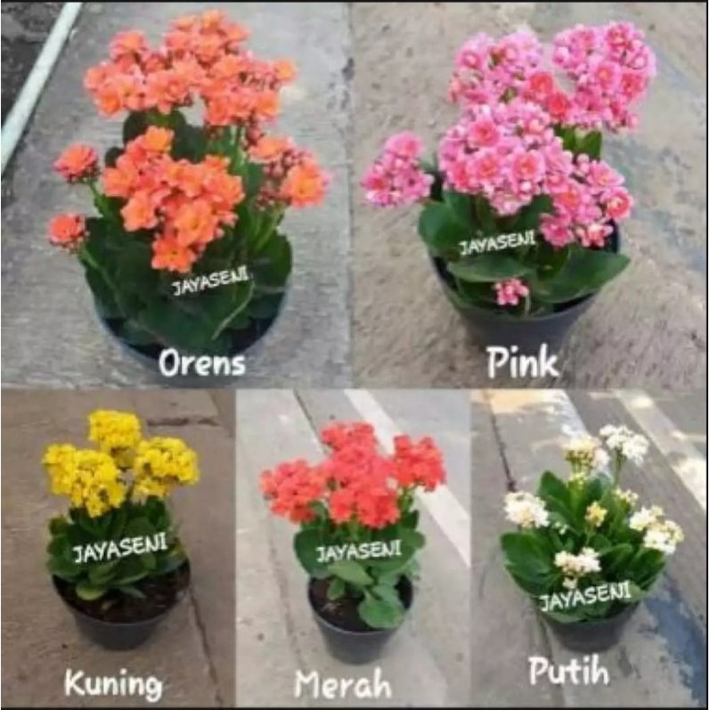 paket 5 Tanaman hiyas cocor bebek kalanchoe bunga tumpuk