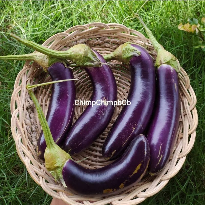 

TERONG UNGU SEGAR / PURPLE EGG PLANT FRESH 500 GRAM