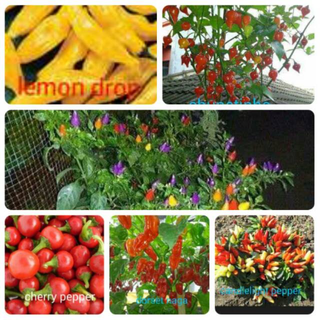 1 Paket Benih Cabe Hias Aman Konsumsi 3
