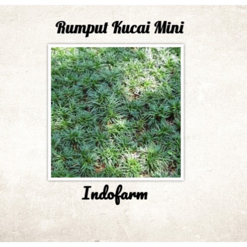 Tanaman Bibit Bunga Rumput Kucai Mini