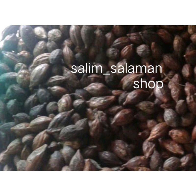 Benih/Biji Ketapang Kencana