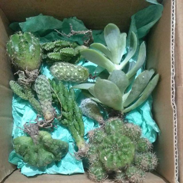 Ownroot Murah (bisa Pilih Kode)