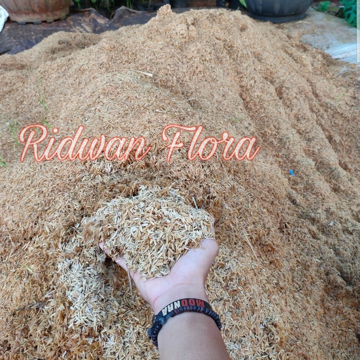Sekam Murni - media tanam sekam murni - kulit padi - media tanam sekam