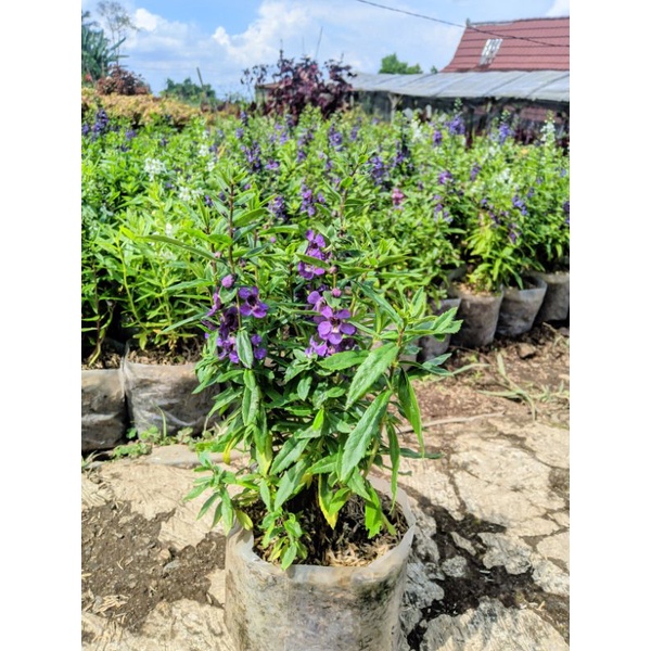 Tanaman hias lavender bangkok (beli 10 bonus 1)