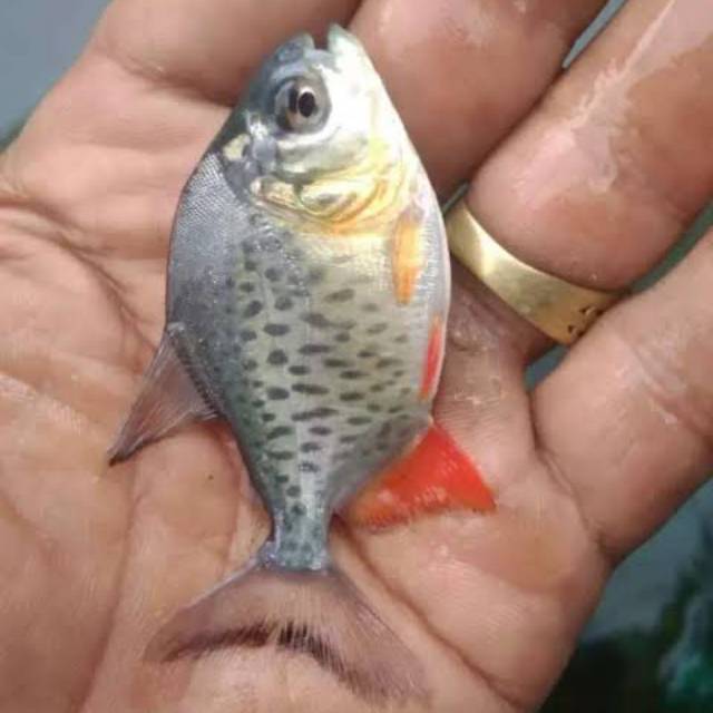

Ikan bawal