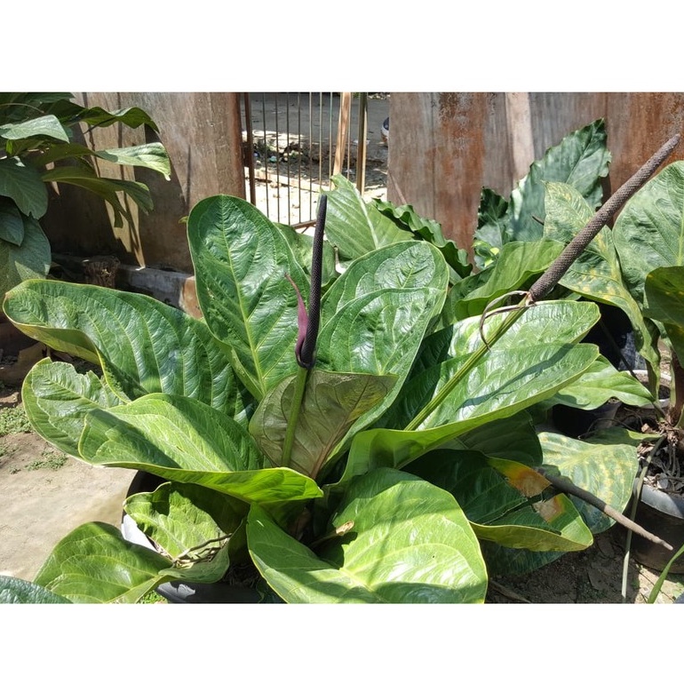 Bibit Anthorium Jemani Mangkok Original