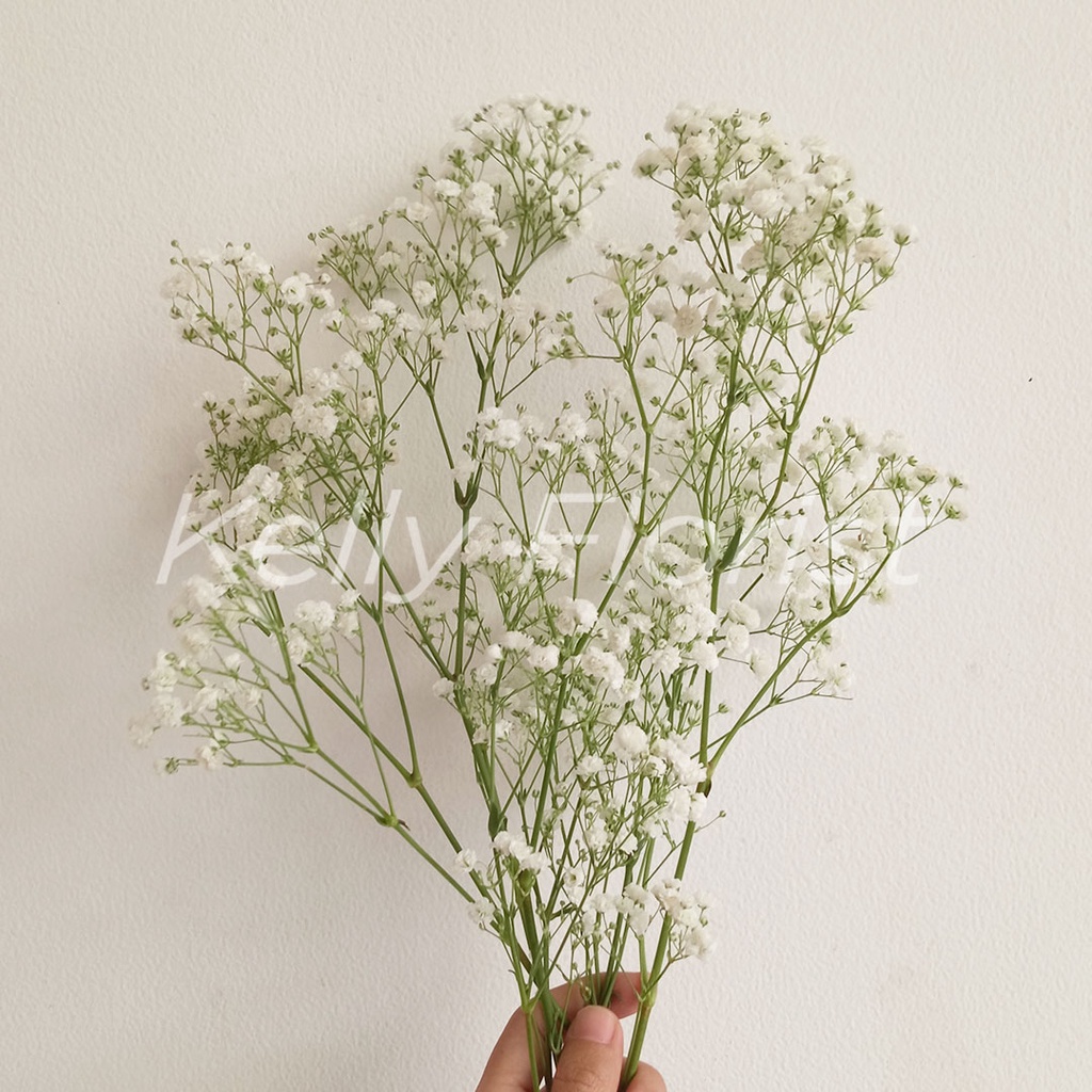 Bunga Baby Breath / Caspea Fresh (Per Tangkai)