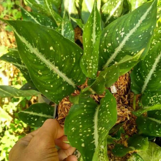 tanaman hias aglonema srikit, blanceng srikit