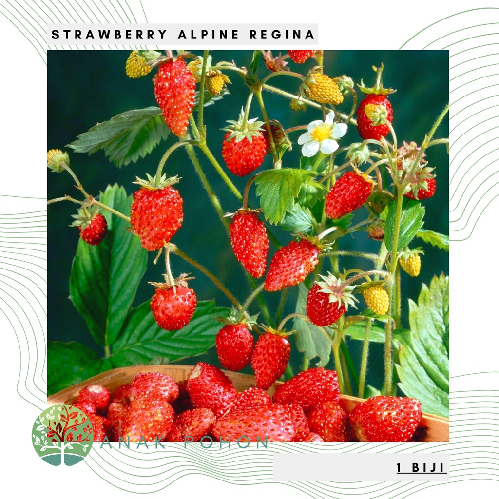 Benih Bibit Biji - Buah Wild Alpine Strawberry Regina Stroberi Liar Alpen Berries Fruit Seeds - IMPORT