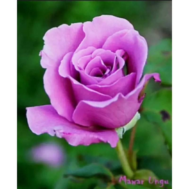 Tanaman  mawar ungu tua wangi