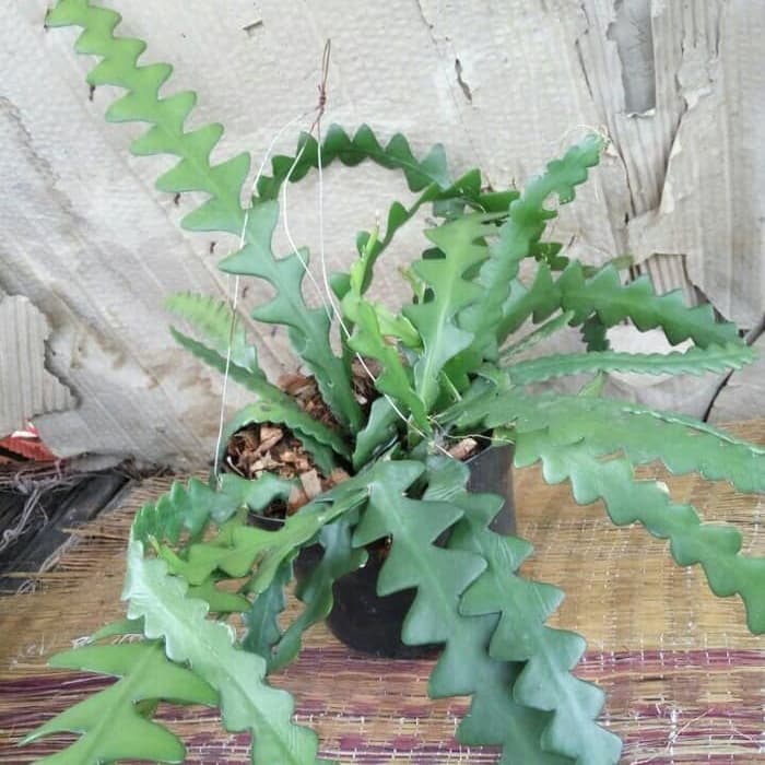 tanaman hias wijaya kusuma keris - wijaya kusuma - wijaya keris