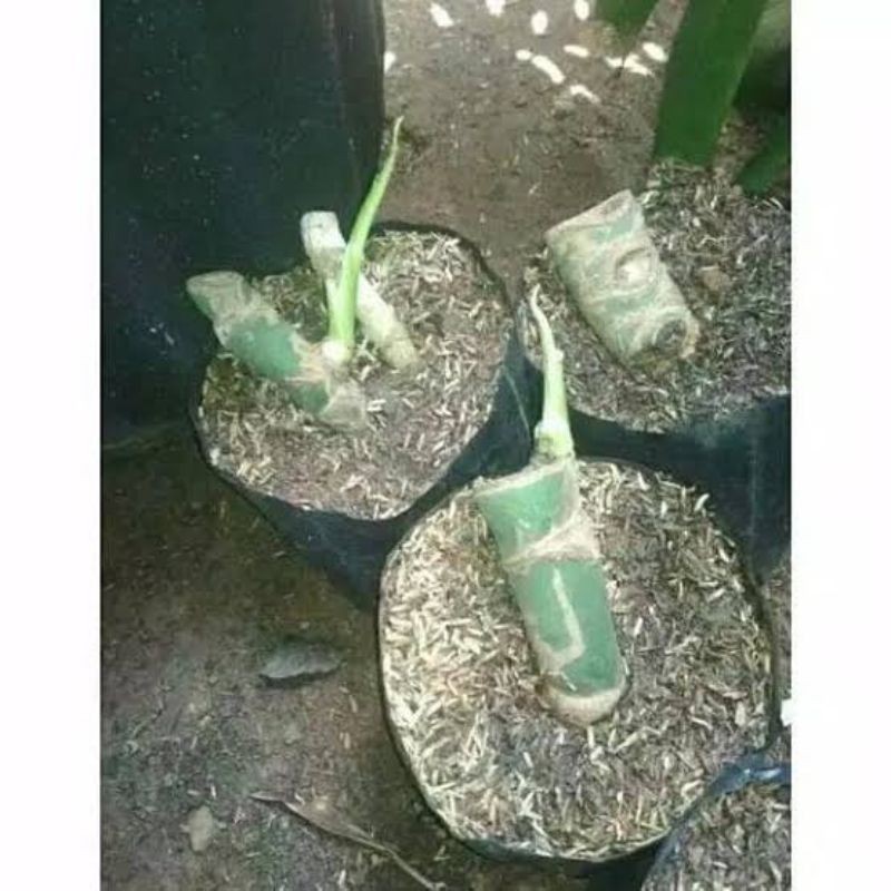 Bonggol MonsteraTermurah | Bonggol Monstera Deliciosa