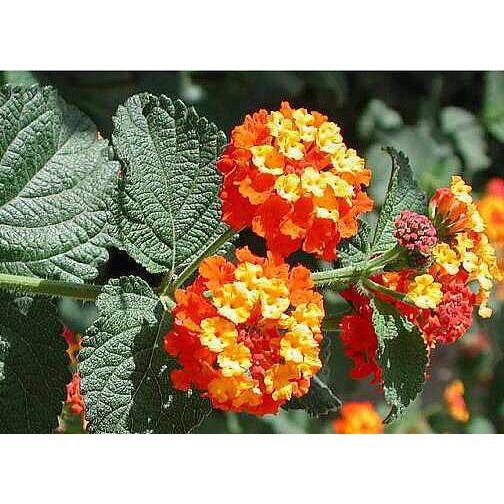 

Tembelekan (Lantana camara Linn.) Bunga Tahi Ayam Segar Hijau