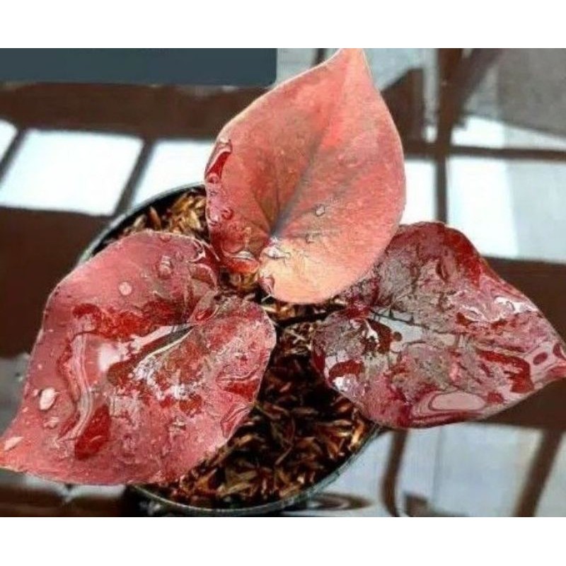 caladium red brownies / keladi bronis / caladium hybrid / caladium import