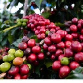

Kopi Petik Merah Proses WINE BY Dempo Citronella Oil