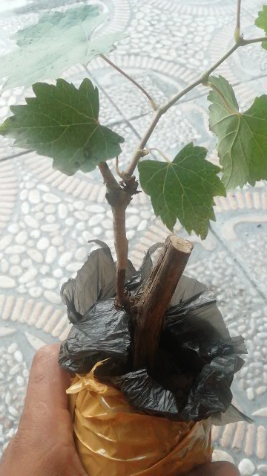 Bibit Anggur Taldun Valid