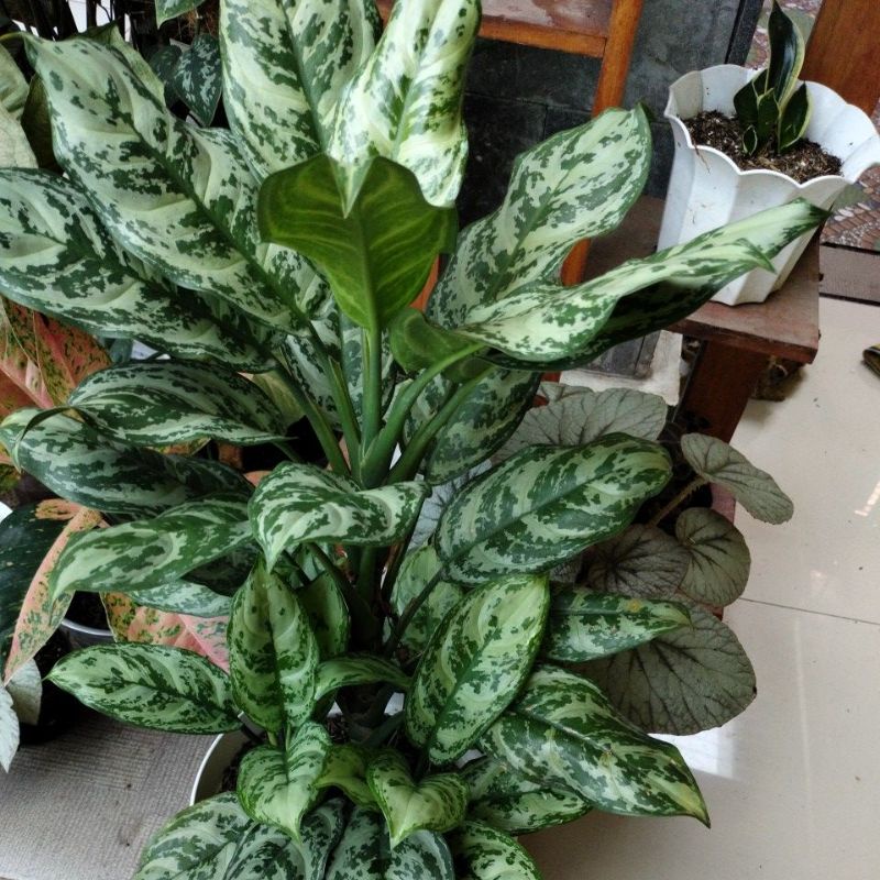 aglonema green compacta