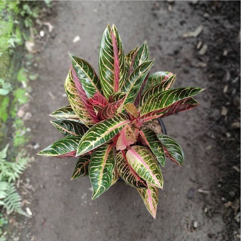 Aglonema Red Pride Of Sumatra Tanaman Aglonema Hidup Bunga Aglonema Tanaman Aglonema Murah Bukan Bon