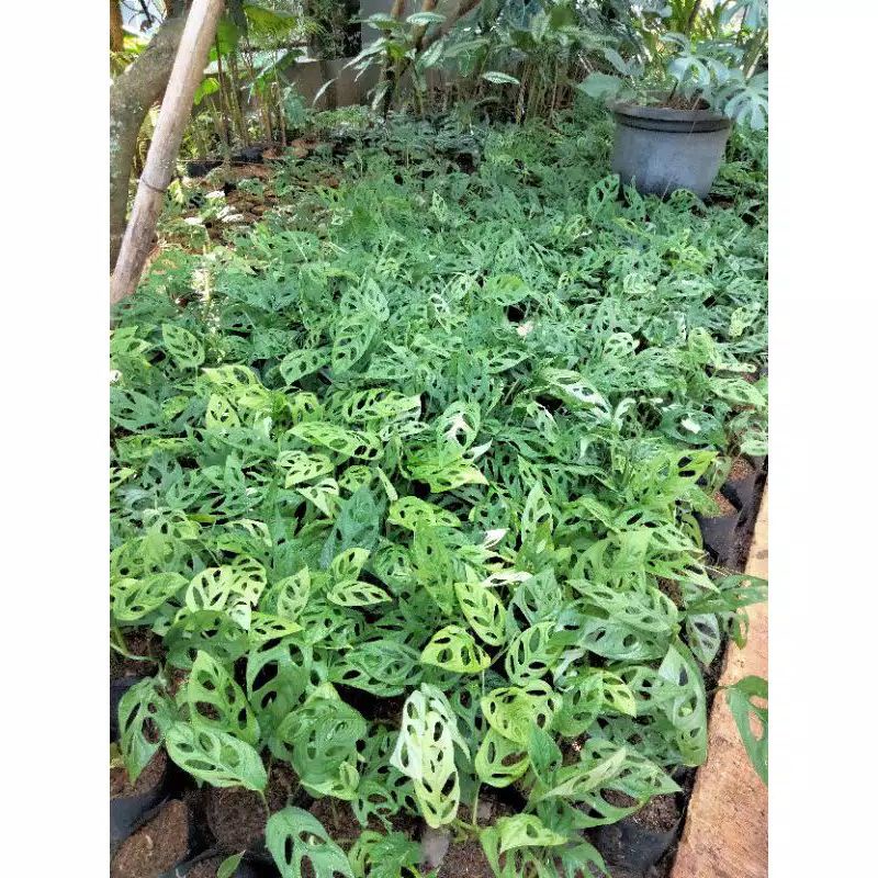janda bolong/monstera adansonii