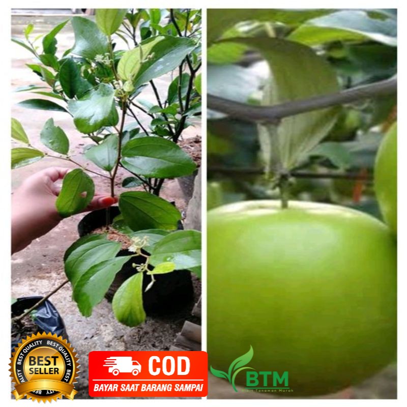 Bibit Tanaman Buah Apel Futsa Cepat Berbuah-apel futsa berbunga